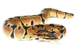 Python regius, het. lavender albinos